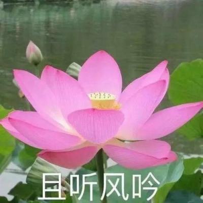 君王天下bt果盘版下载